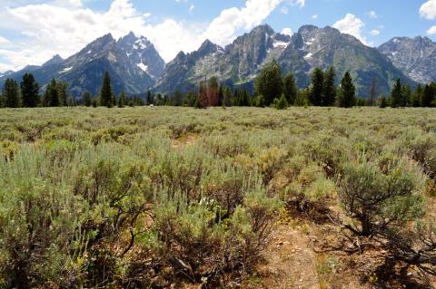 sagebrush habitat