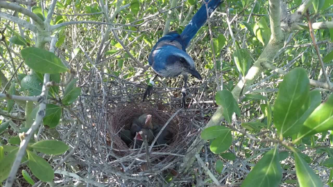 Florida scrub-jay