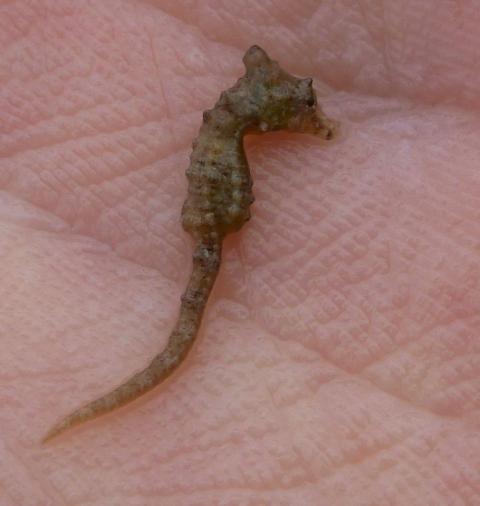 Photo of Dwarf Seahorse (Hippocampus zosterae) in the palm of a hand, taken at Redfish Bay, Aransas Pass, Texas in November 2015