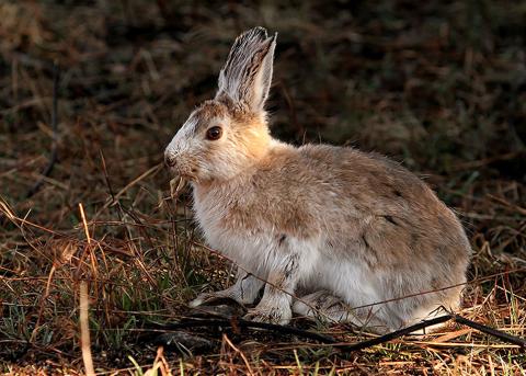 Snowshoe hare