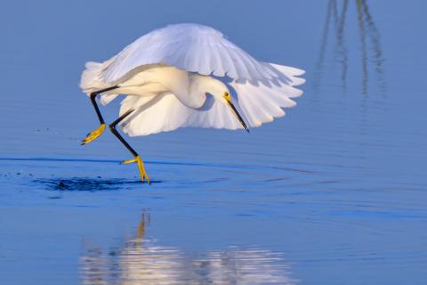 Snowy egret