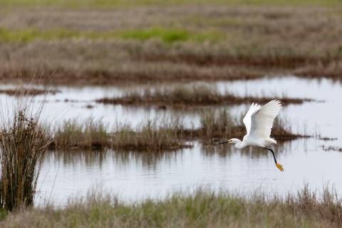 Snowy Egret flies over Deal Island
