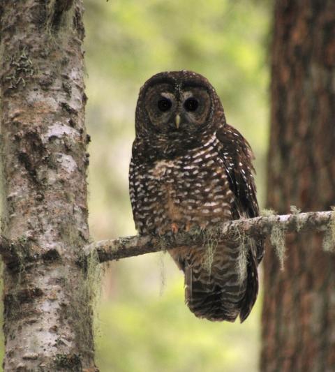 spotted owl
