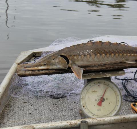 Sturgeon