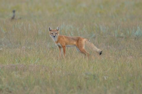Swift fox in Colorado grasslands