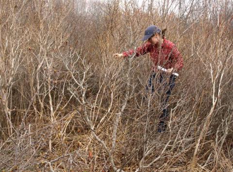  A researcher explores young forest habitat.