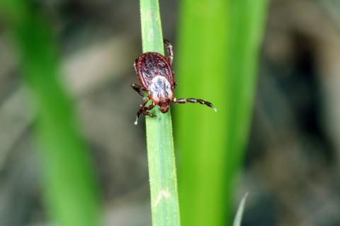 Tick on a blade of grass