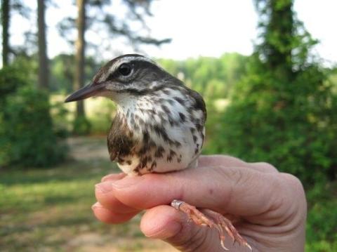 Waterthrush