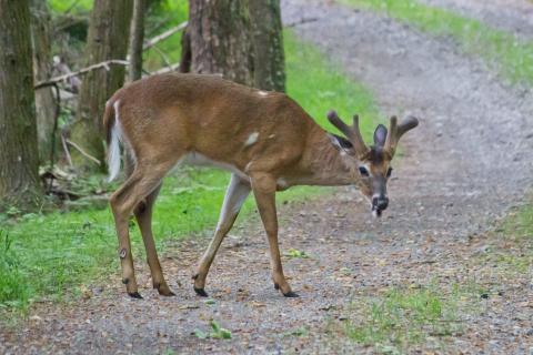 White tailed deer