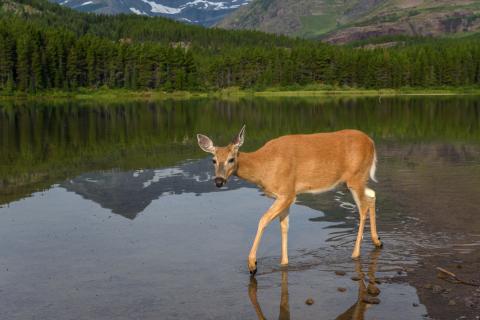 White-tailed deer