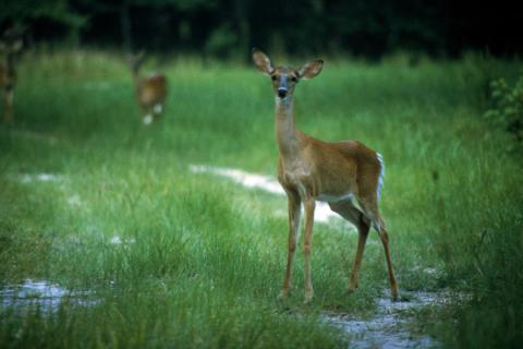 Female white-tailed deer