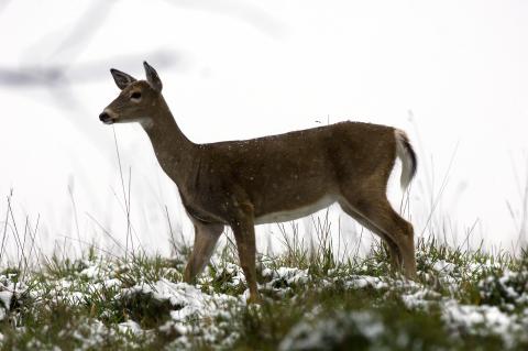White-tailed deer