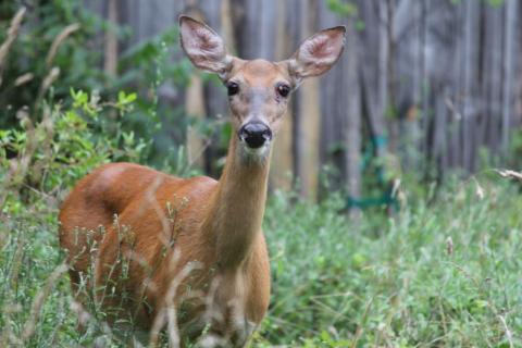 White-tailed deer