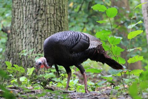 Wild turkey