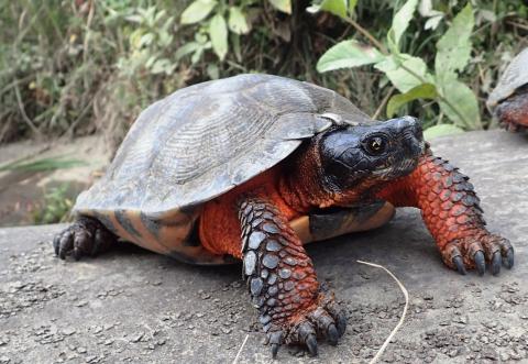 Wood turtle