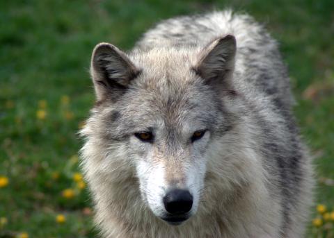 Gray wolf in Yellowstone