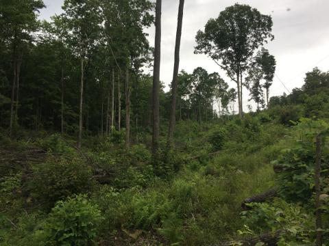 Young forest habitat