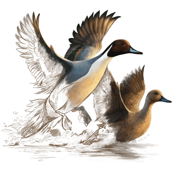 Illustration of pintail ducks